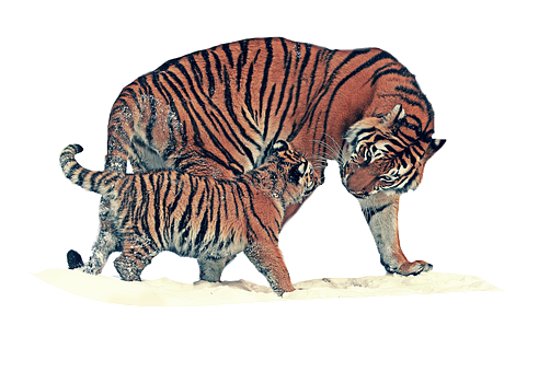 Tigres, Felinos, Fauna Silvestre