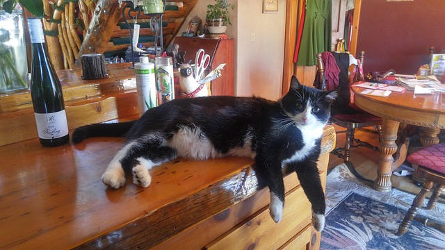 Free Cat Animal photo and picture