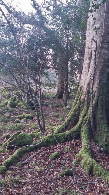 Free Tree Nature photo and picture