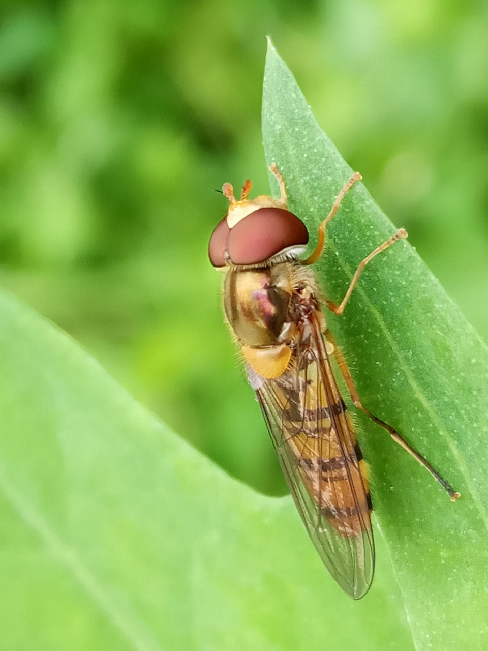 Tree Nature Insects - Free photo on Pixabay - Pixabay