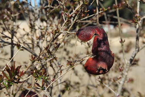 Granada, Fruto, Punica Granatum, Rojo