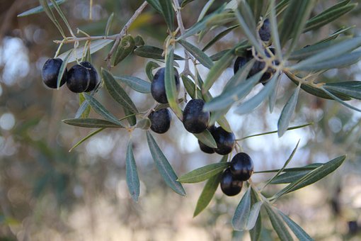 Olivo, Aceitunas, Mediterráneo
