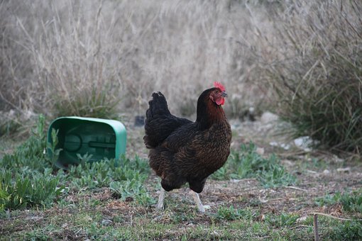 Gallina, Granja, Ave, Plumas, Plumaje