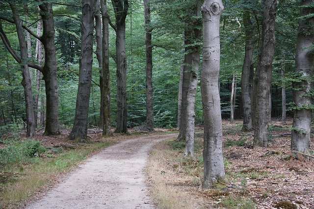 Floresta, Natureza, Caminho, Árvores
