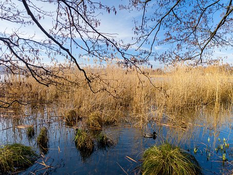 Free Nature Mood photo and picture