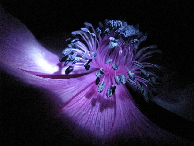 Free Flora Flowers photo and picture