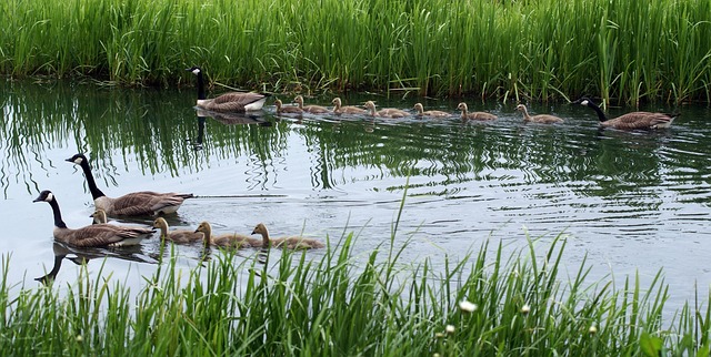 Free Geese Birds photo and picture