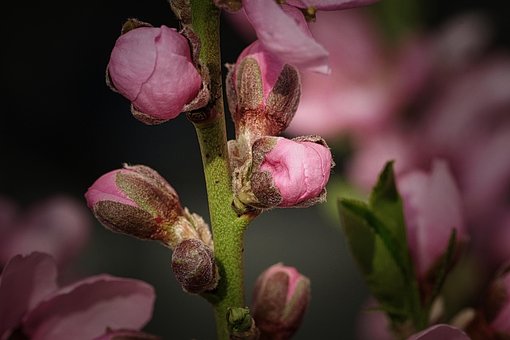 Free Peach Peach Blossom photo and picture