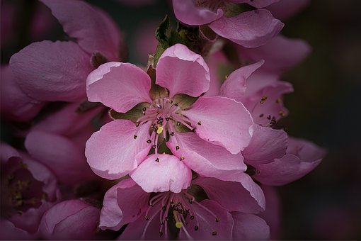 Free Peach Peach Blossom photo and picture