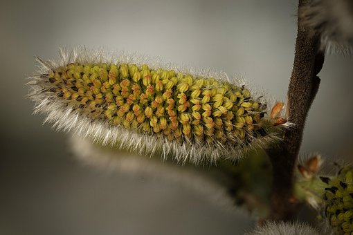 Free Willow Catkins Catkins photo and picture