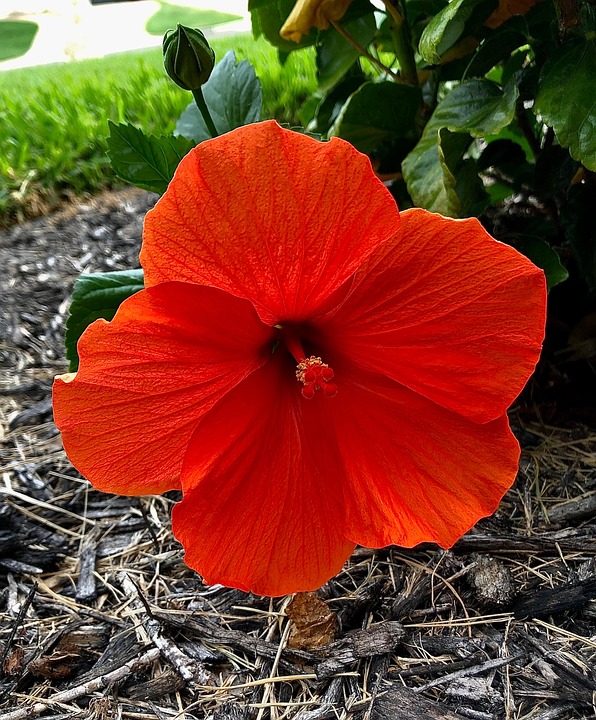 Hibiscus Flowers Gardens - Free photo on Pixabay