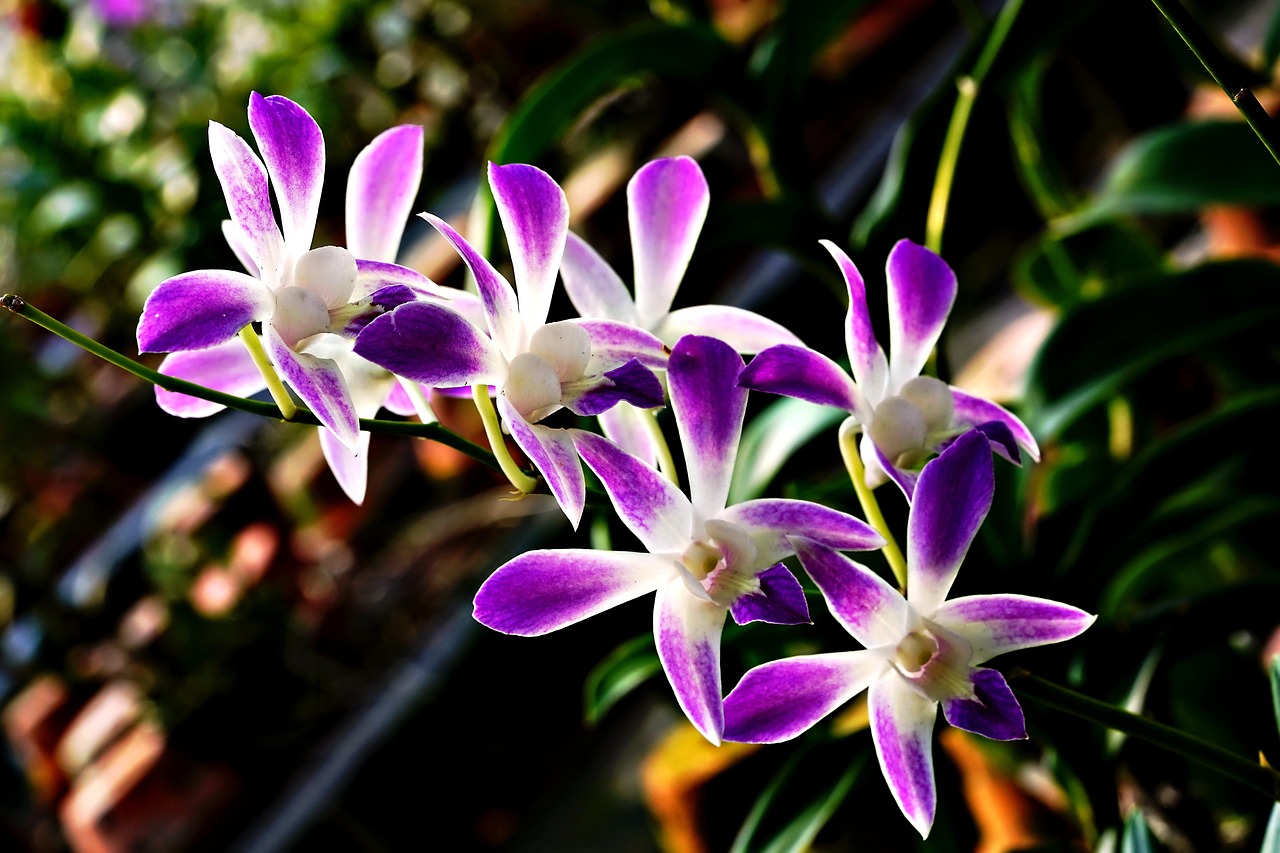 flowers, flower wallpaper, dendrobium orchid, orchid, beautiful flowers, flower background, flora, nature