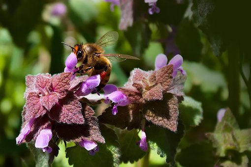 Free Bee Honeybee photo and picture
