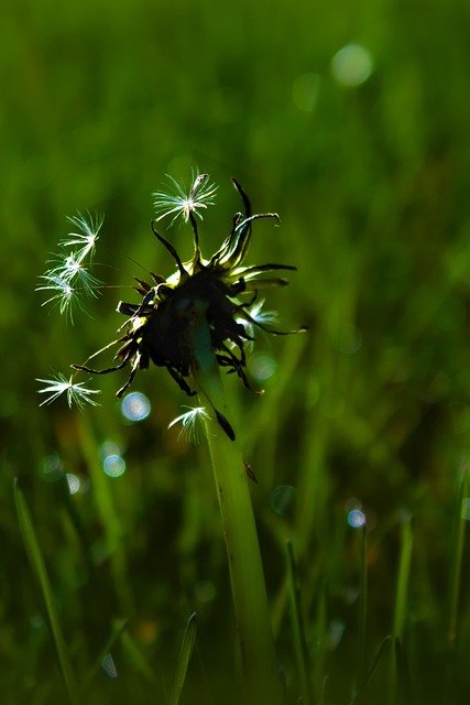 Free Dandelion Starburst photo and picture