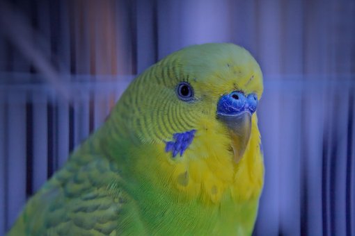 Free Yellow Parakeet Bird photo and picture