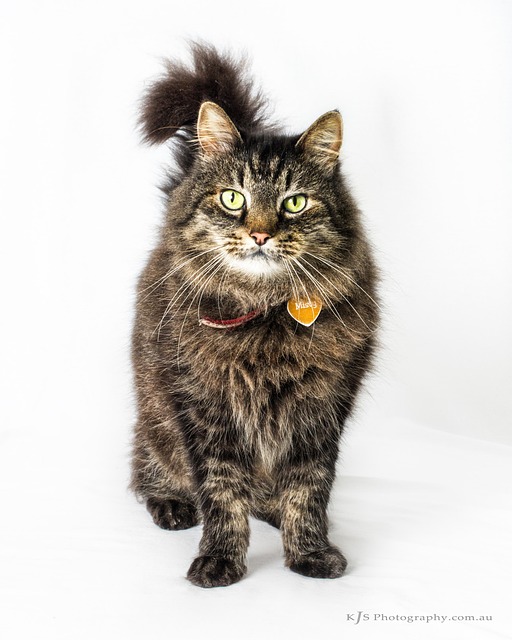 Kat, Dyr, Kæledyr