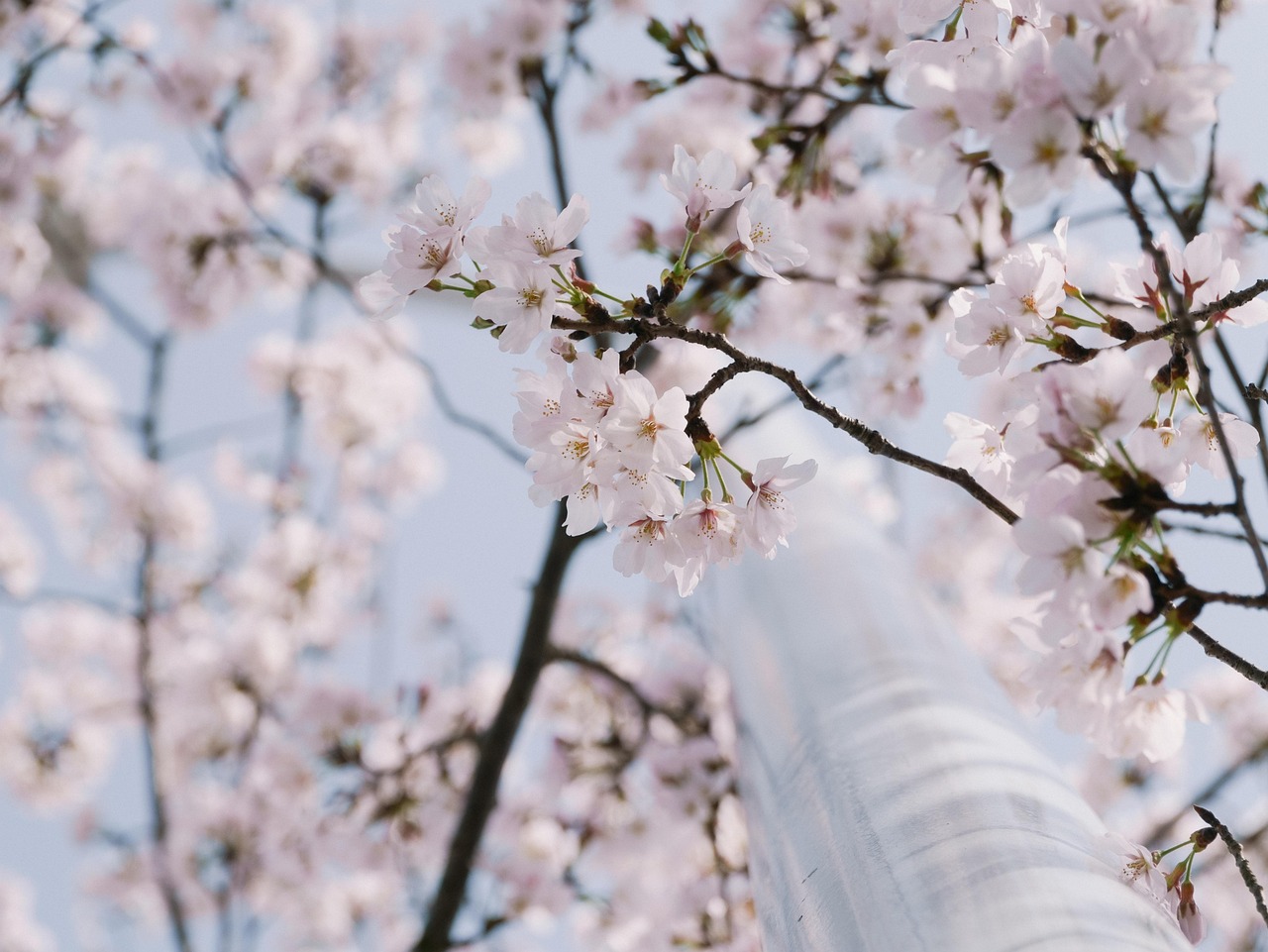 Japanese Cherry Blossoms Flowers Free photo on Pixabay Pixabay