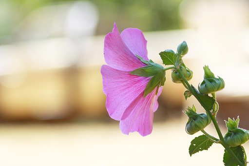 Hollyhocks, Floră, Flori, Floral, Roz