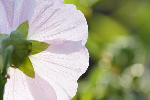 花, 蜀葵, 粉色的, 花的, 夏天, 盛开, 植物群, 散景