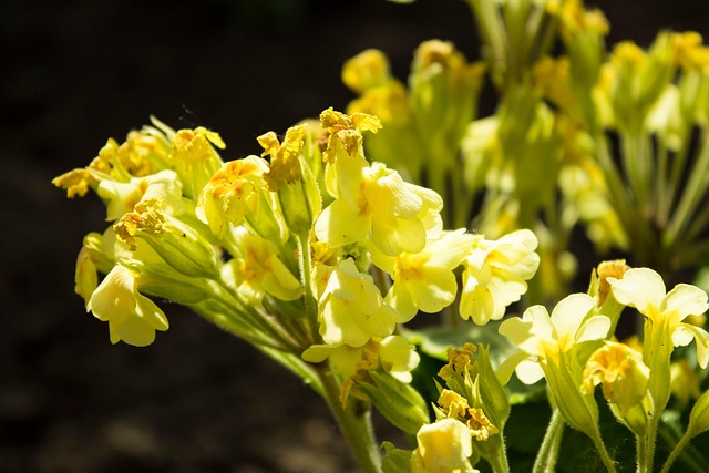Free Flowers Floral photo and picture