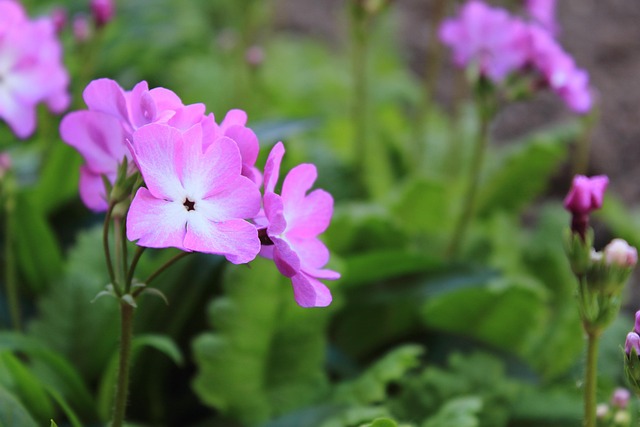 Free Flowers Floral photo and picture