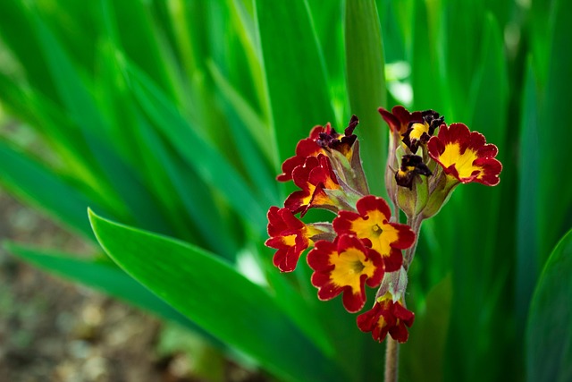 Free Flowers Flower photo and picture