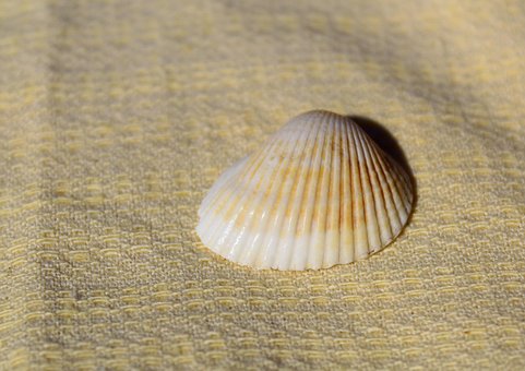 Skořápka, Pláž, Moře, Beach, Námořní