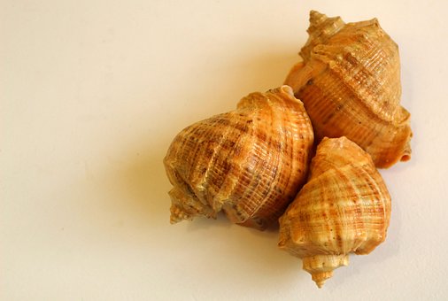 Dřez, Mušle, Moře, Pláž, Beach, Příroda