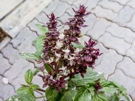 Basilicum, Bloesem, Basilicum Bloem