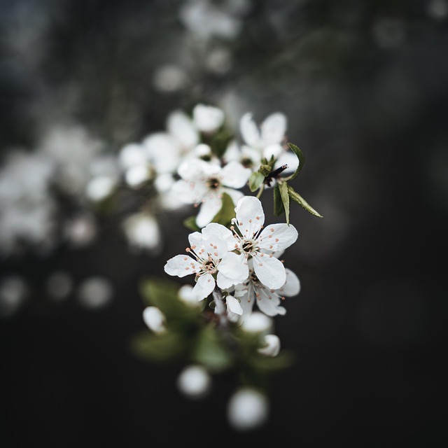 Free Flowers Bloom photo and picture