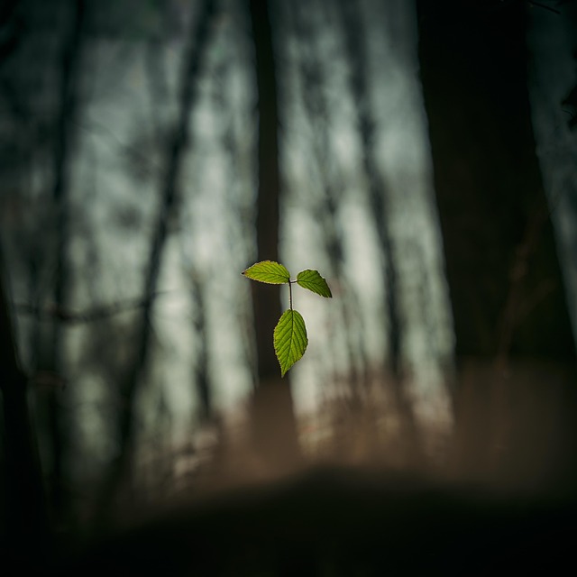 Free Leaves Plants photo and picture