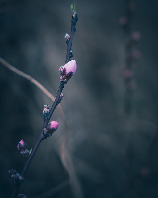 Free Nature Forest photo and picture