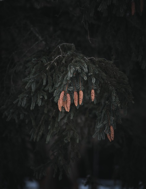 Free Cones Nature photo and picture