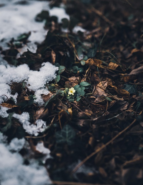 Free Flower Nature photo and picture
