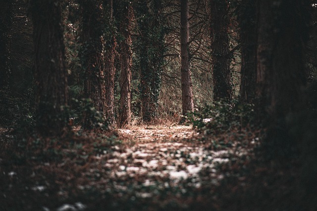Free Forest Road photo and picture