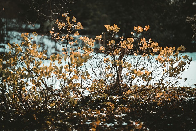 Free Shout Nature photo and picture