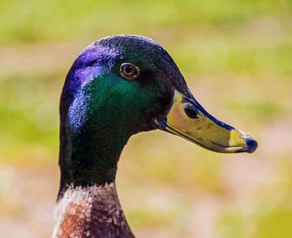 Free Mallard Duck photo and picture