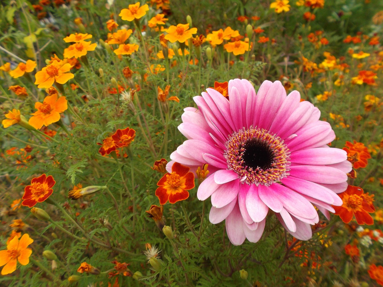 鲜花 非洲菊 粉红色 - Pixabay上的免费照片 - Pixabay