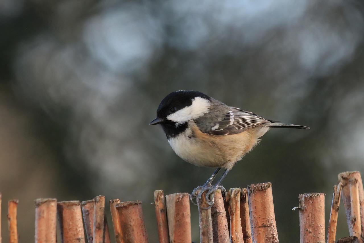 200+ Free Chickadee & Nature Images - Pixabay