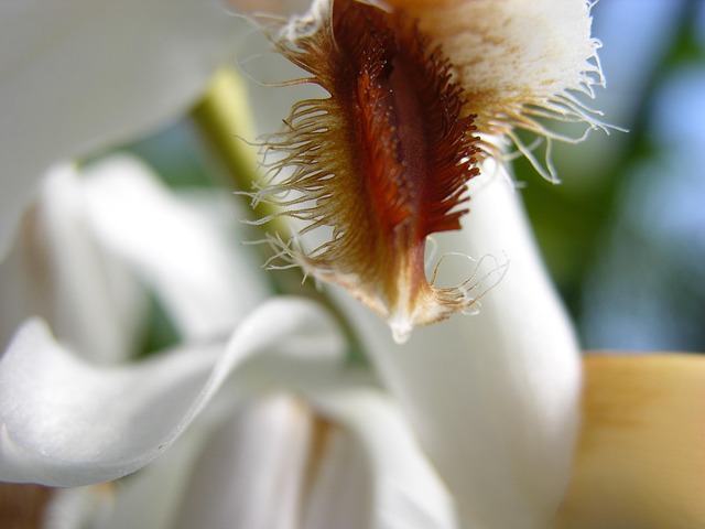 Free Spring Flower photo and picture