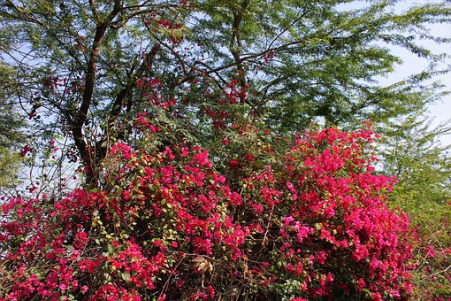 Free Pink Bougainville photo and picture