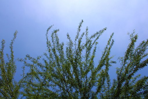 Free Trees Plants photo and picture