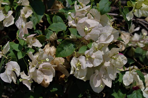 Free White Flowers photo and picture