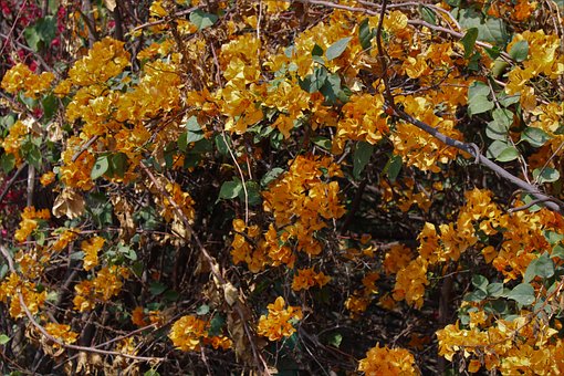 Free Yellow Flower photo and picture