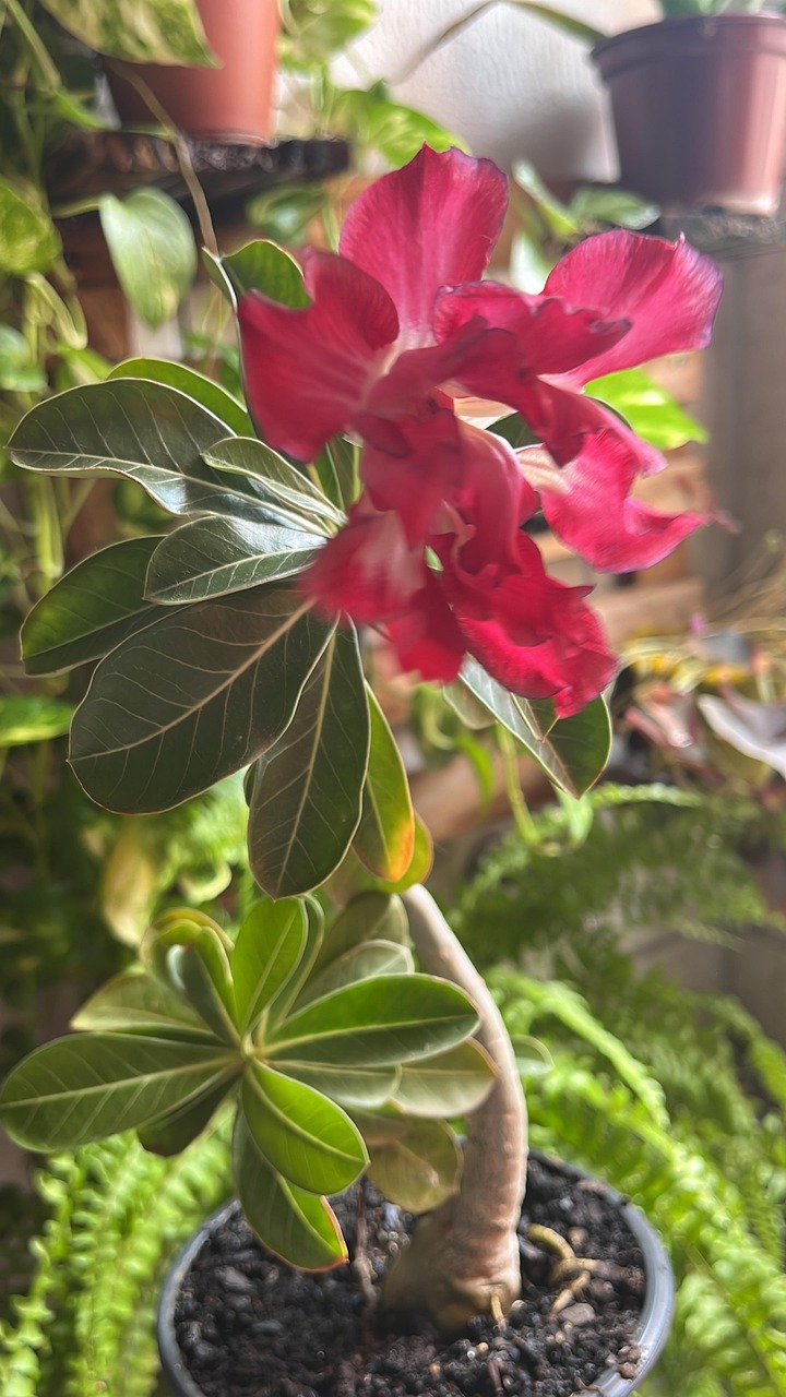 Desert Rose Roses Flower Free photo on Pixabay Pixabay
