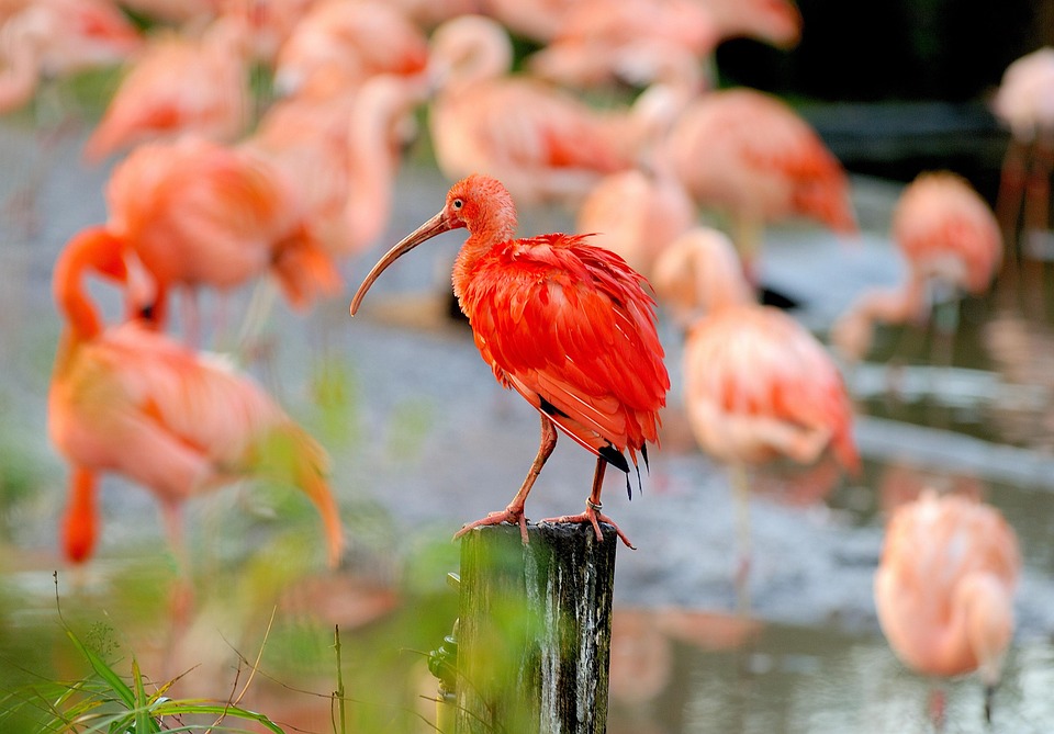 carlate-ibis-oiseau-photo-gratuite-sur-pixabay