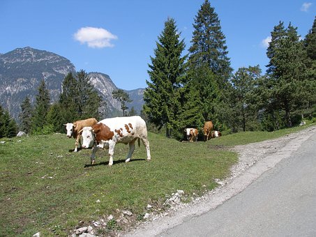 Garmisch-Partenkirchen, Kuhe, Alpen