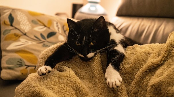 Free Cat Kitty photo and picture