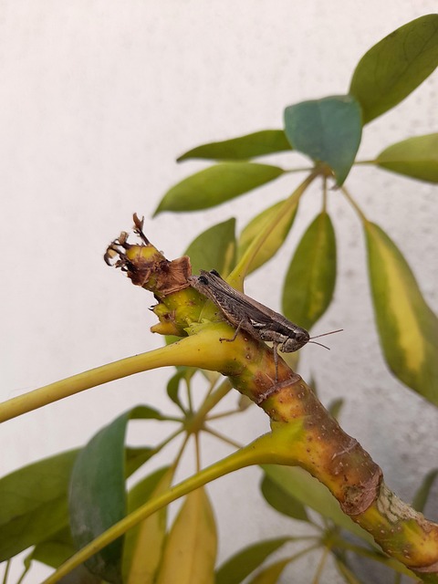 Free Insect Plant photo and picture