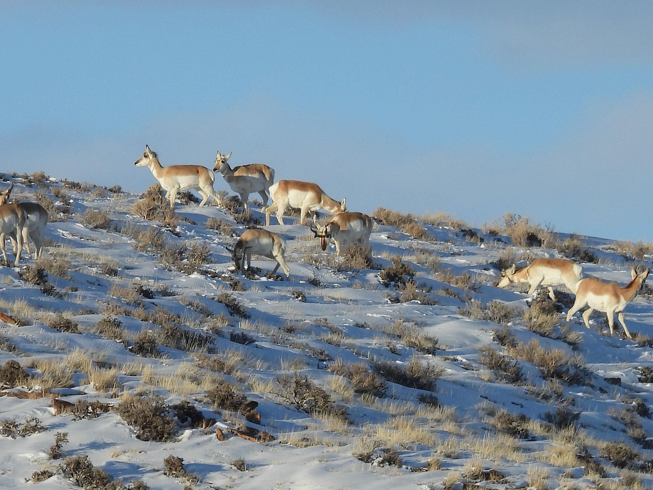 Pronghorn Antelope Free Photo On Pixabay